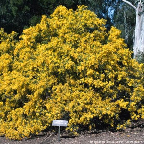 アカシア・カルディオフィラは、羽状の葉をもち、上ではなく、横に広がりやすいアカシア（ミモザ）です。「カルディオフィラ」は「ハート型」と「葉」を意味します。「ハート・リーフ・ワトル（アカシア）」と呼ばれることもあります。・学名：Acacia ...