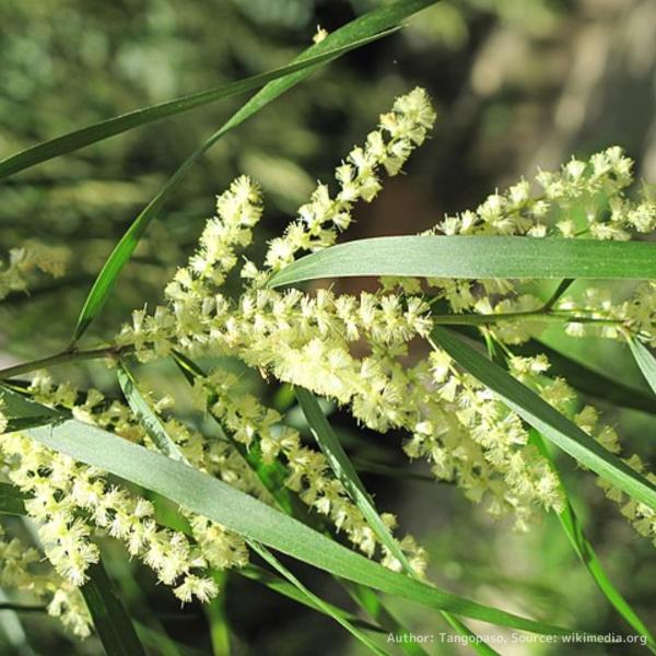 アカシア・フロリバンダ は、コンパクトな細長い葉をもち、穂状の花を咲かせる中型のアカシア（ミモザ）です。成長すると葉枝は枝垂れ、「ウィーピング(枝垂れ)・アカシア」とも呼ばれます。「フロリバンダ」はラテン語の「花が多い」を意味します。寒い時...