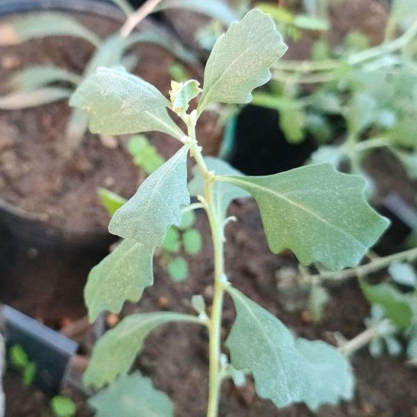 アトリプレックス・ミュレリは、オーストラリアに生育する、小さめのソルトブッシュです。銀灰色が混じった緑色の葉をもちます。牧畜の飼料としても使用され、中東やアフリカなどの温かい地域にも植えられています。・学名：Atriplex mueller...