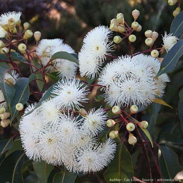 ユーカリ・カロフィラは、卵型の葉をもち、壷型の実をつける中〜大型のユーカリです。観賞用としても知名度があり、庭園の木や街路樹として植樹されています。実はオウムなどの鳥類が食用にしています。「カロフィラ」は、ギリシア語の「美しい」と「葉」を意...