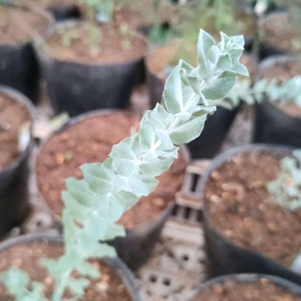 ユーカリ・アルビダは、青緑色の小さめの葉をもつユーカリです。ユーカリの中では小型でコンパクトな樹形です。美しい外観であり、観賞用の庭木や鉢植えとして利用されています。・学名：Eucalyptus albida・生育地：西オーストラリア南西部...