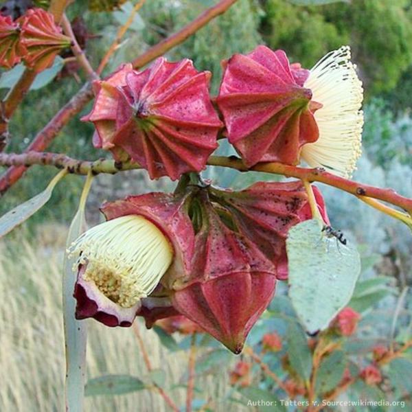 ユーカリ・キングスミリーは、青みのある葉をもつ小〜中型のユーカリです。装飾的な蕾をもち、半円型の基部から蕾を咲かせます。「キングスミリー」はオーストラリアの政治家を称して名付けられました。・学名：Eucalyptus kingsmillii...