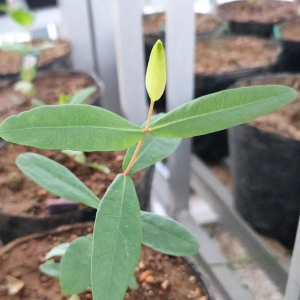 ユーカリ・パキロマは、楕円形の長葉をもつ小型のユーカリです。カップ形の実はふち（縁）が厚いことが特徴的です。「カルガン平原のマリー（ユーカリ）」とも呼ばれます。・学名：Eucalyptus pachyloma・生育地：西オーストラリア南西部...