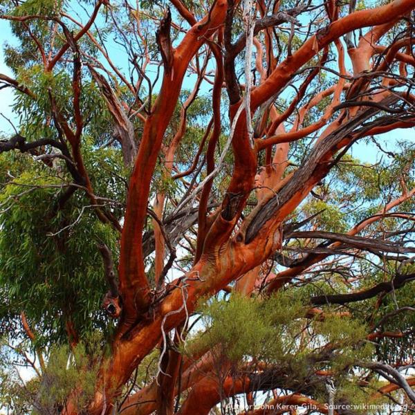 ユーカリ・サルブリスは、特徴的な銅色の樹皮をもつユーカリです。「サルブリス」はラテン語の「健康的」を意味し、外見や育つ様子を示すともいわれます。干ばつにも耐性があり、日陰用の木やはちみつ用の花として利用されています。・学名：Eucalypt...