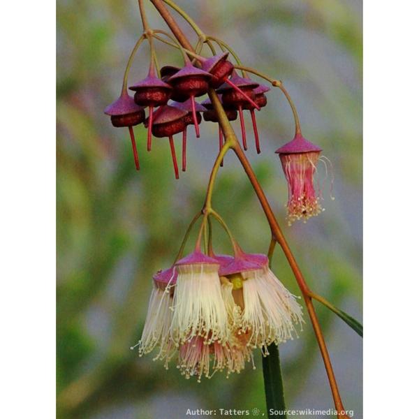 ユーカリ・シナンドラは、細葉をもつ小〜中型のユーカリです。花は受け皿状の基部から、雄しべが筒状に繋がる特徴があります。日本でも生花として希少に流通することがあるようです。・学名：Eucalyptus synandra・生育地：西オーストラリ...