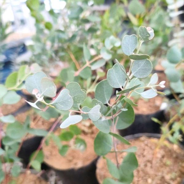 ユーカリ・ウェブステリアナは、ハート型または卵型の葉をもつ小〜中型のユーカリです。「ハートリーフ・マリー（ユーカリ）」とも呼ばれます。赤褐色の幹からは、ミニリッチと呼ばれる剥がれやすい層状の樹皮になることも特徴的です。・学名：Eucalyp...