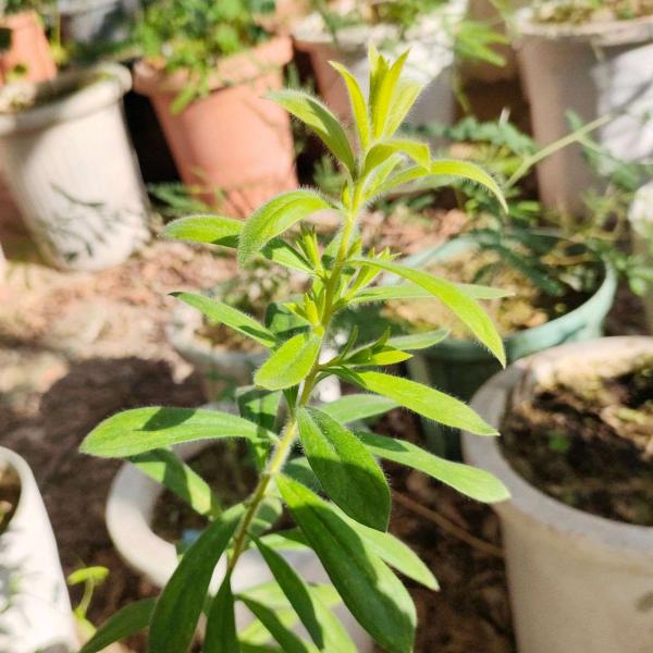 メラレウカ・ビリディフローラ・レッドは、ブラシ状の花を咲かせ、卵型の葉をもつオージープランツです。エッセンシャルオイルとして有名な「ニアウリ」精油として利用される一種です。園芸用の花木としても利用されます。・学名：Melaleuca vir...