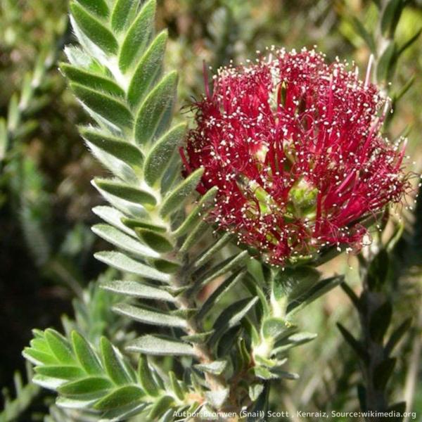 レゲリア・ヴェルティナは、鮮やかな花を咲かせるオージープランツです。ビロード状の質感の青緑色の葉も特徴的です。種小名の「ヴェルティナ」はラテン語の「ビロード状」を示します。・学名：Regelia velutina・生育地：西オーストラリア南...