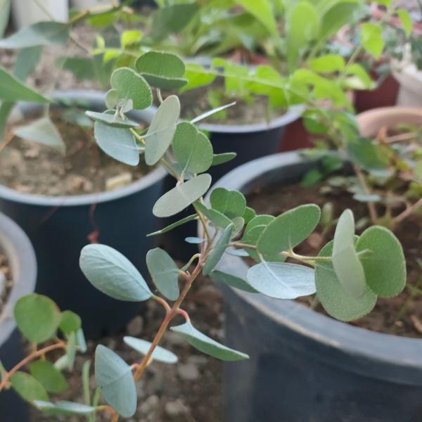 ハートリーフ・ユーカリは、厚みのある青緑色の葉をもつユーカリです。葉はハート型または卵型になります。葉形は、樹高が数m以上で長葉になる可能性がありますが、低位置からは元の場合があります。・学名：Eucalyptus sp.・生育地：オースト...