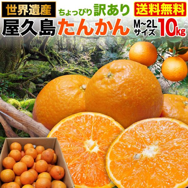 予約商品 たんかん 柑橘 訳あり屋久島たんかん 10kg M〜2L(約30 予約商品 たんかん 柑橘 訳あり屋久島たんかん 10kg M〜2L(約30
