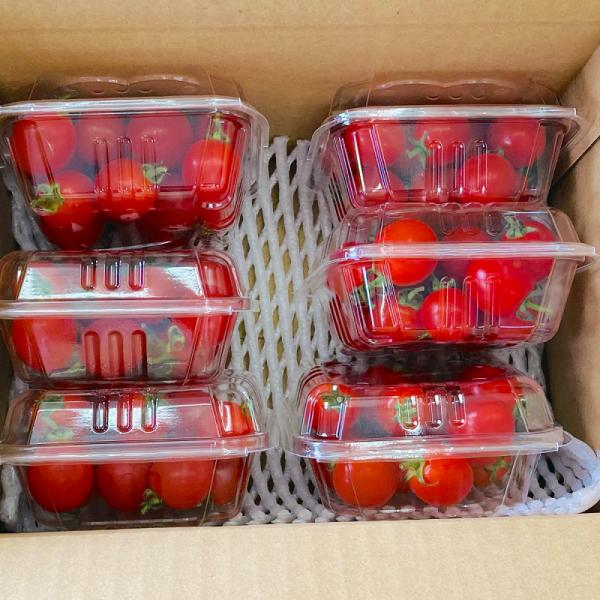 　【ミニトマト】・熊本県は、トマト生産量の日本一はで、全国シェアは18.5％です（2019年調べ）。1年を通じて温暖で日射量が多く、かつ海沿いの平野部から阿蘇の高原まで地形が多彩で、1年を通じて安定的に出荷できるからだと考えられます。・小さ...