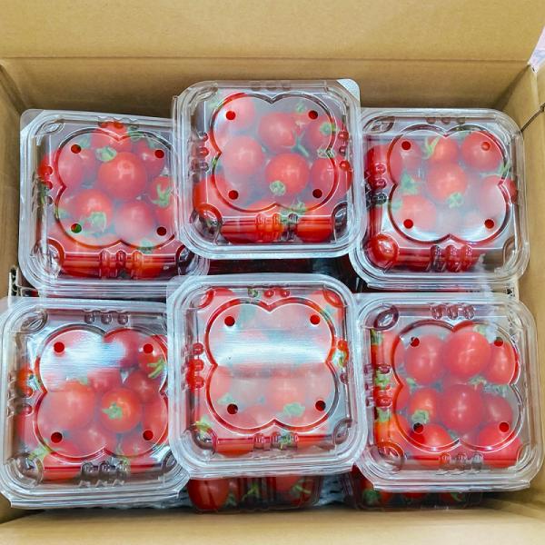 　【ミニトマト】・熊本県は、トマト生産量の日本一はで、全国シェアは18.5％です（2019年調べ）。1年を通じて温暖で日射量が多く、かつ海沿いの平野部から阿蘇の高原まで地形が多彩で、1年を通じて安定的に出荷できるからだと考えられます。・小さ...