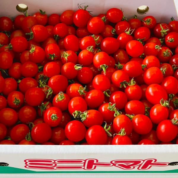 【ミニトマト】・熊本県は、トマト生産量の日本一はで、全国シェアは18.5％です（2019年調べ）。1年を通じて温暖で日射量が多く、かつ海沿いの平野部から阿蘇の高原まで地形が多彩で、1年を通じて安定的に出荷できるからだと考えられます。・小さく...