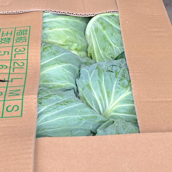 【規格外 訳あり品】自宅用訳あり品 主に一般向けとしてディスカウントスーパーなどに流通する場合が多く、ご家庭用になります。新鮮なお野菜をお送りさせていただきますが、サイズの不揃いがあり、表皮に若干のシミや傷や黒点、変形、変色のある場合がござ...