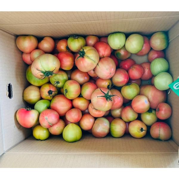 【熊本県産 トマト】<br>年間の収穫量は約12万8200t、全国シェア率17％（平成29年度）。<br>全国でもダントツの生産量を誇る熊本のトマト。<br>そのカギを握るのが、山あり海ありの多彩な地形で...