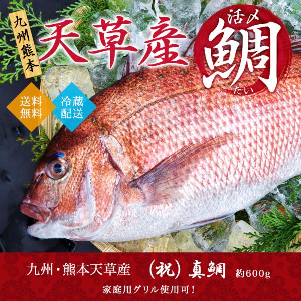祝 真鯛 活締め 神経ぬき 活魚 九州 天草産 約600g タイ 刺身 送料無料 鮮魚 お刺身 焼物 お祝い お食い初め 御贈答 御中元 :tai-amakusa-600:九州・熊本 産直便 ぴちぴち山家 通販 鯛姿造り用 送料無料