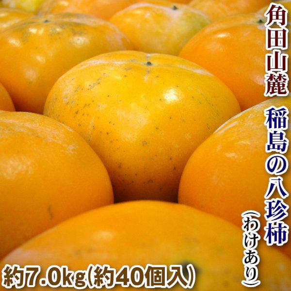 yVYz勴̔`(킯j i(7.0kg)