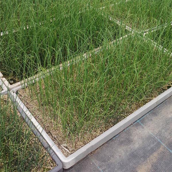 元蔵ねぎ チェーンポット (264穴×2苗 約13M)×2セット : ごようきき2