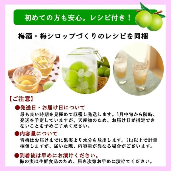 最大52 Offクーポン 南高梅 青梅 2l サイズ 2kg 送料無料 梅酒用 梅シロップ用 梅ジュース 生梅 梅の実 5月中旬頃から発送 Columbiatools Com