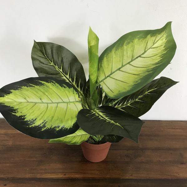  fBtFoLA B H60cm tFCNO[ AWA CeAO[ oG