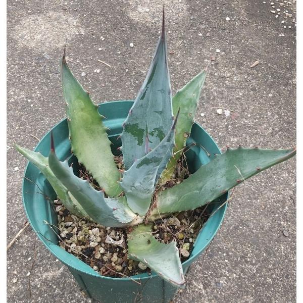 アガベ サルミアナ クラッシスピナ ⑥ 【公式通販】