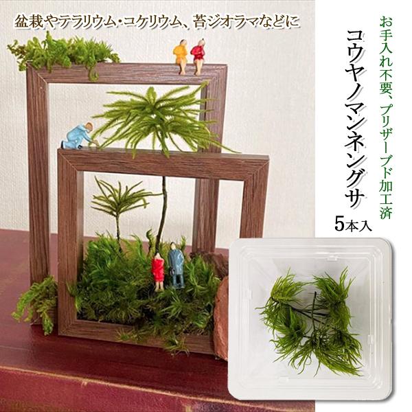 9月30日迄 苔 盆栽 テラリウム コケリウム グリーン モス 花材 プリザーブド アレンジメント 飾り 材料 Diy 観葉植物 コウヤノマンネグサ 直送slr101 Slrkp002 Off Kurashiking 通販 Yahoo ショッピング