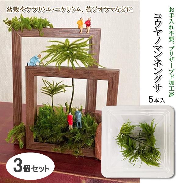 苔 盆栽 テラリウム コケリウム グリーン モス 花材 プリザーブド アレンジメント 飾り 材料 Diy 観葉植物 コウヤノマンネグサ 3個セット 同梱区分直送slr101 Slrkp002x3 Off Kurashiking 通販 Yahoo ショッピング