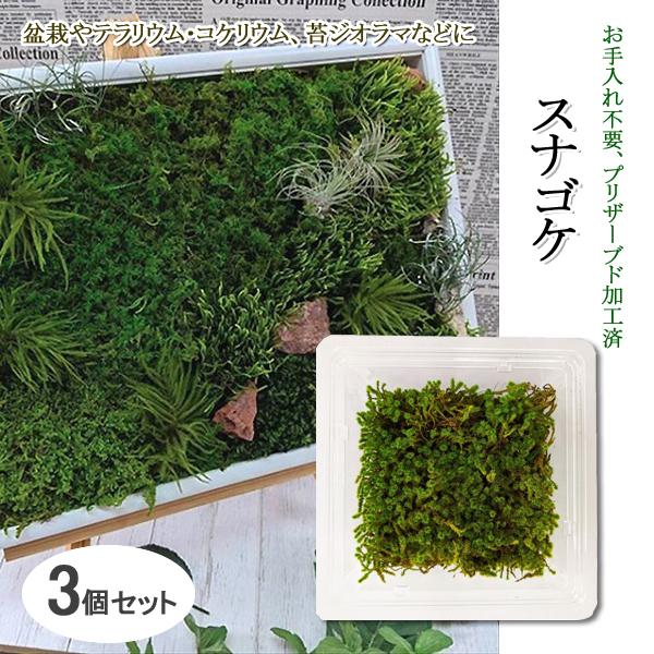 苔 盆栽 テラリウム コケリウム グリーン モス 花材 プリザーブド アレンジメント 飾り 材料 Diy 観葉植物 スナゴケ 3個セット 同梱区分直送slr101 Slrkp005x3 Off Kurashiking 通販 Yahoo ショッピング