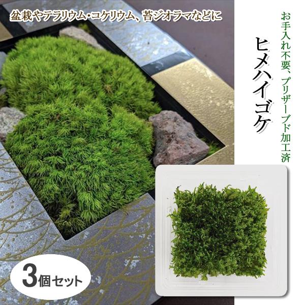 苔 盆栽 テラリウム コケリウム グリーン モス 花材 プリザーブド アレンジメント 飾り 材料 Diy 観葉植物 ヒメハイゴケ 3個セット 同梱区分直送slr101 Slrkp007x3 Kurashiking 通販 Yahoo ショッピング