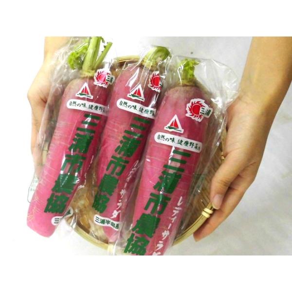 神奈川県三浦半島 レディーサラダ大根 秀品 3 5本前後 約1kg 予約 11月以降 Buyee Buyee Japanese Proxy Service Buy From Japan Bot Online