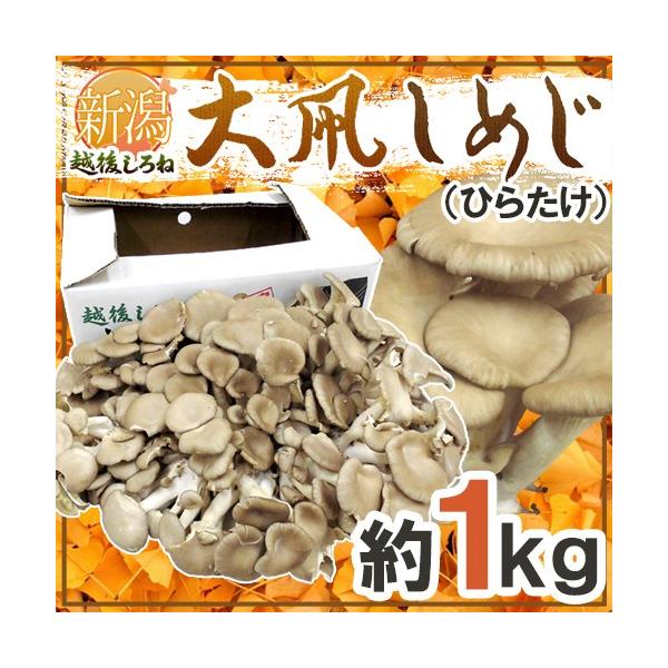 V  h߂iq^Pjh 1kg Ђ炽y\ 12ȍ~z