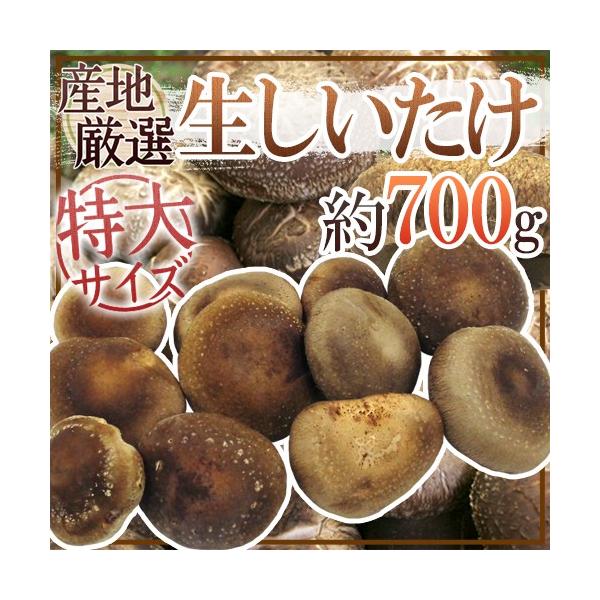 巨大！肉厚！食べ応えバツグン♪国産で安心！特大しいたけ♪プリップリの肉厚しいたけは滑らかな舌触りと、ソフトな味わいが魅力！ステーキなどでかぶりついてみて下さい！