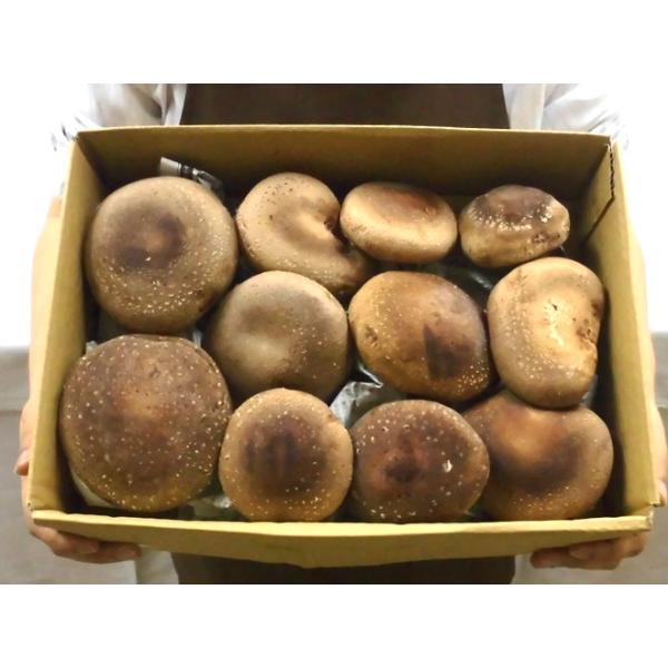 産地厳選”特大ジャンボ生しいたけ” 約700g 椎茸【予約入荷次第発送】 /【Buyee】 産地厳選”特大ジャンボ生しいたけ” 約700g 椎茸【予約入荷次第発送】 /【Buyee】