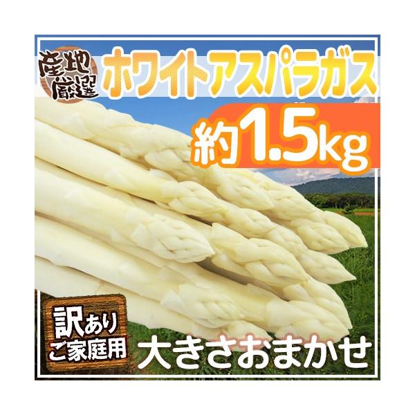 [Release date: March 30, 2026]【送料無料】独特のシャキっと食感と、独特の優しい春の香り♪日本ではとっても希少な生ホワイトアスパラガス！ヨーロッパでは春を象徴する食べ物として愛されています！/1.5キロ/爆買