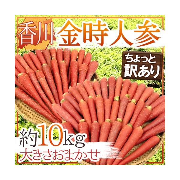 h쌧 lQh Ɩ󂠂 10kg 傫܂y\ 11{ȍ~z 