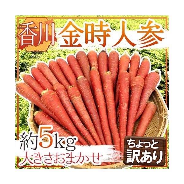 h쌧 lQh Ɩ󂠂 5kg 傫܂y\ 11{ȍ~z 