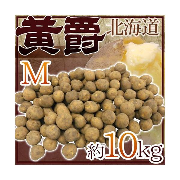 Ⴊ hkC kY ݁h Gi MTCY 10kg j݈y\ 8ȍ~z 