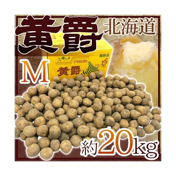 kC kY Ⴊ h݁h Gi MTCY 20kg j݈y\ 8ȍ~z 