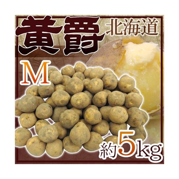 Ⴊ hkC kY ݁h Gi MTCY 5kg j݈y\ 8ȍ~z 