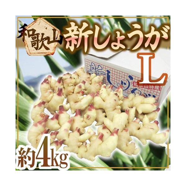 和歌山県産 ”新しょうが” 秀品 Lサイズ 約4kg【予約 6月下旬以降