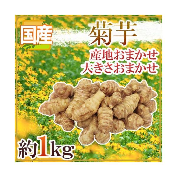 菊芋” 約1kg 大きさおまかせ 産地厳選 キクイモ【予約 11月以降 菊芋” 約1kg 大きさおまかせ 産地厳選 キクイモ【予約 11月以降