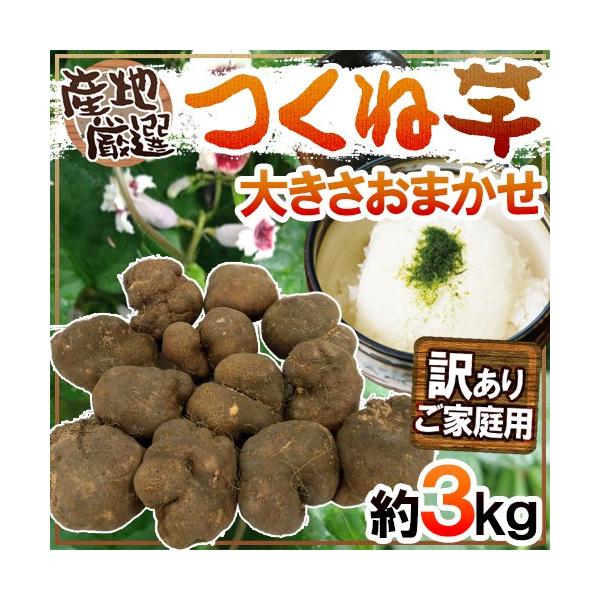 YnI hˈER̈h 󂠂 3kg 傫܂ R/a/܂y\ 11ȍ~z 