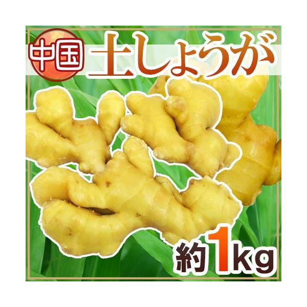 土しょうが 約1kg 肉厚 土生姜 老生姜 ひね生姜 古根ショウガ 中国産 Buyee 日本代购平台 产品购物网站大全 Buyee一站式代购bot Online