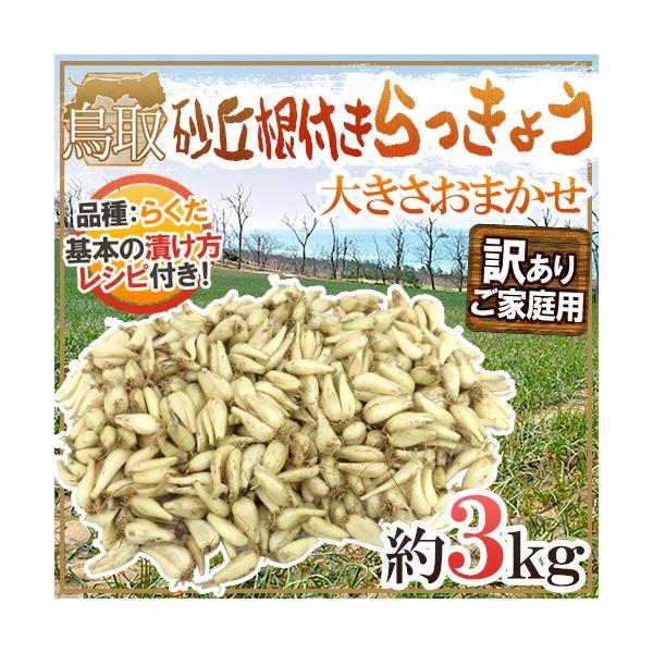 根付き 砂丘らっきょう ちょっと訳あり 大きさおまかせ 5kg 鳥取