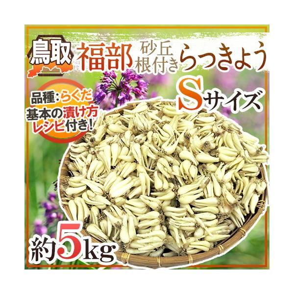 [Release date: June 15, 2024]【送料無料】鳥取県産、こだわりの産地「福部産」【砂丘らっきょう】砂地で育ったらっきょうは色白で繊維がキメ細かく、シャキシャキに仕上がります♪/根付きらっきょう/泥つきらっきょう/ラッ...