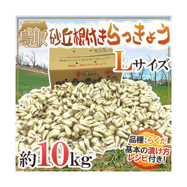 土らっきょう 鳥取産 ”砂丘らっきょう” 秀品 Lサイズ 約10kg【予約 5月末以降】 送料無料