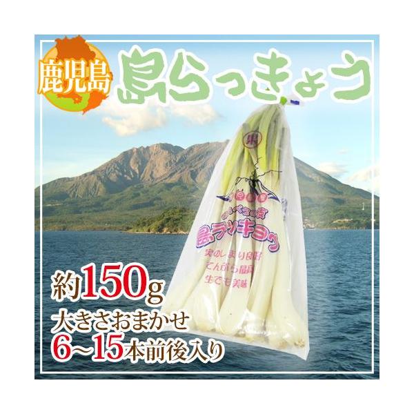 [Release date: January 30, 2026]食べだしたら止まらない！シャキシャキ食感が美味しい「島らっきょう」。お酒の肴に！ビールのおつまみにぴったりです♪鹿児島産の島らっきょうを、まずはお試し！約150グラムでお届け致...