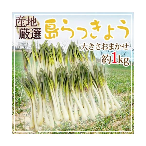 EEYnI h傤h 傫܂ 1kgy\ ׎攭z 