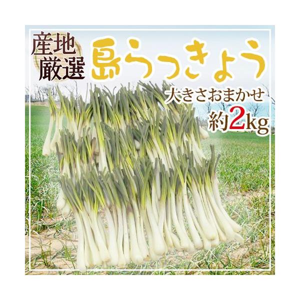 EEYnI h傤h 傫܂ 2kgy\ ׎攭z 