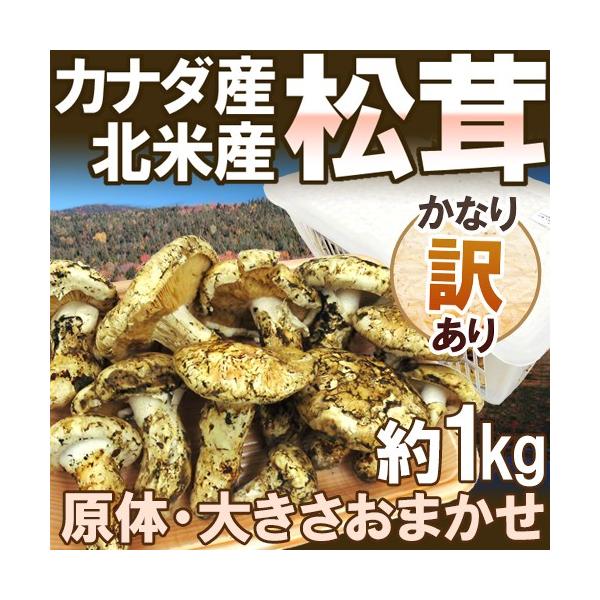 カナダ・北米産 ”松茸” かなり訳あり 約1kg 原体 大きさおまかせ